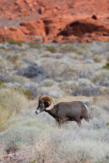 Desert Big Horn Ram